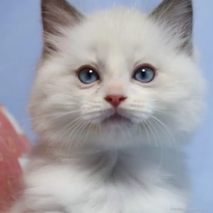 ID:2407-03323の子猫
