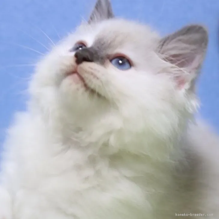 ID:2310-02257の子猫