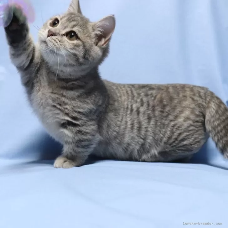 ID:2405-00252の子猫
