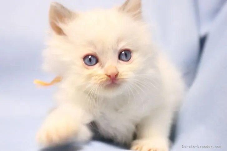 Y.A 様のお迎えした子猫
