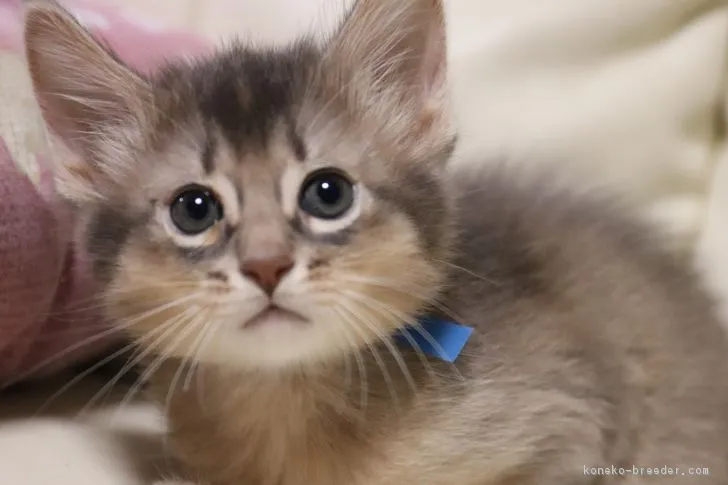 ID：1808-00426の子猫