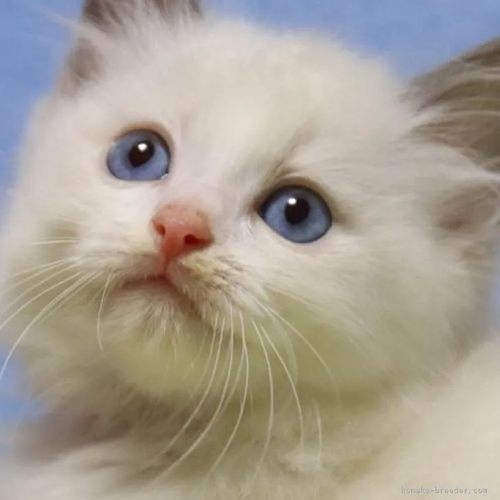 M.Ｉ 様のお迎えした子猫