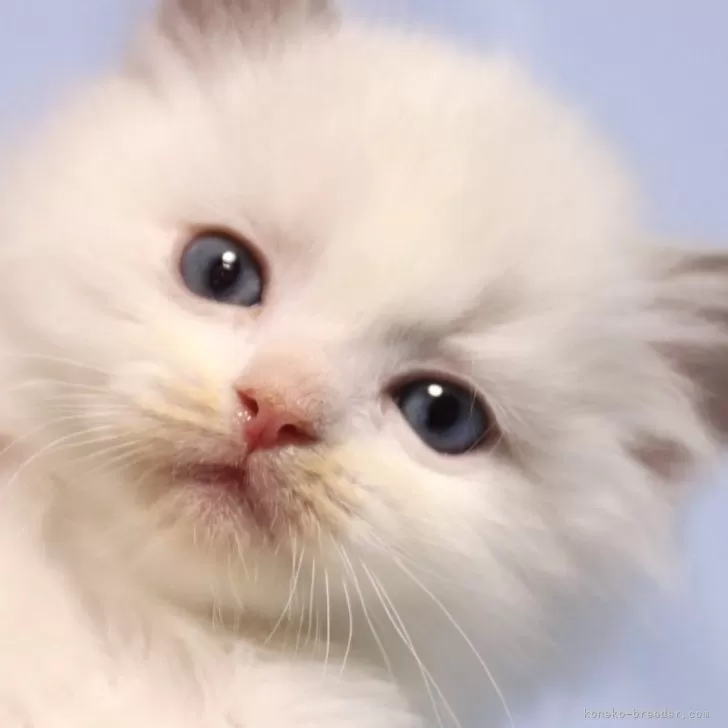 ID:2403-00294の子猫
