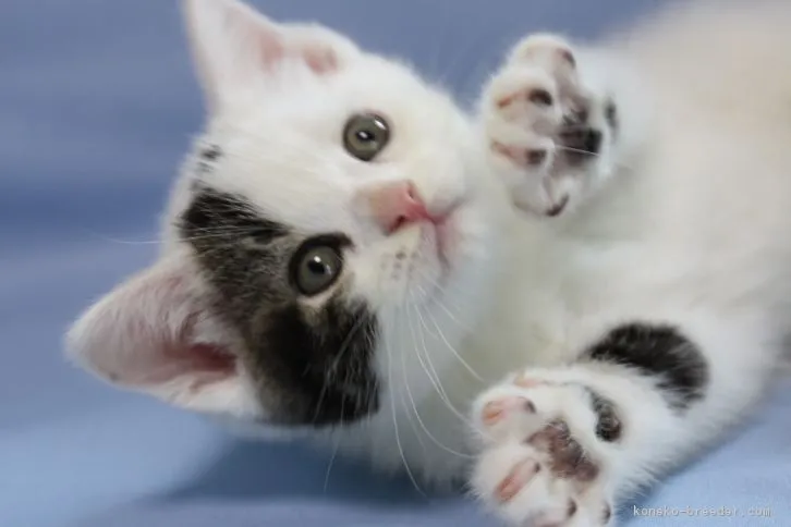 ID：1609-00425の子猫