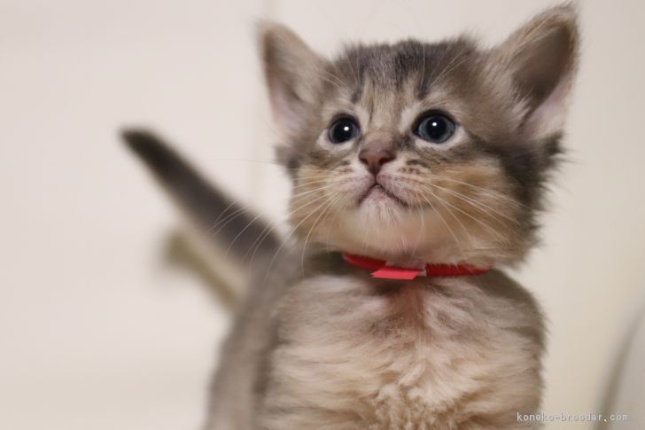Fodder 様のお迎えした子猫