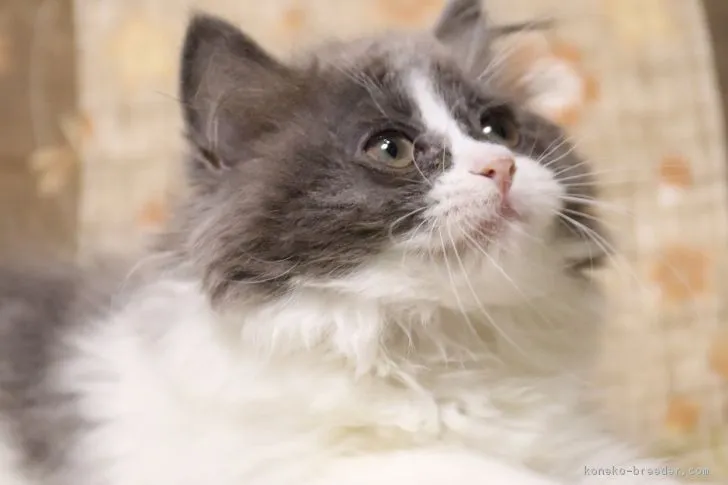 ID：1812-01011の子猫
