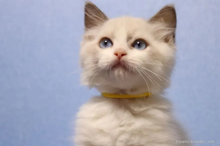 R 様のお迎えした子猫