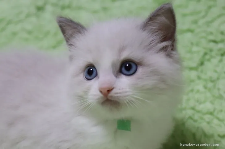 ID：1809-00176の子猫