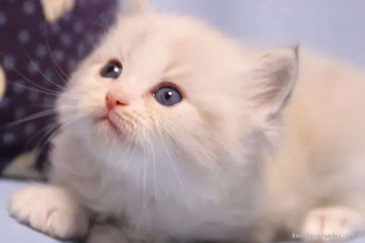 E.S 様のお迎えした子猫
