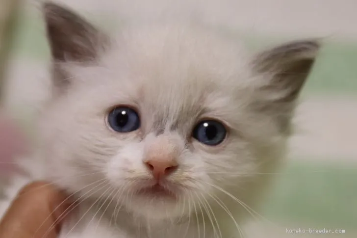 くるみ 様のお迎えした子猫
