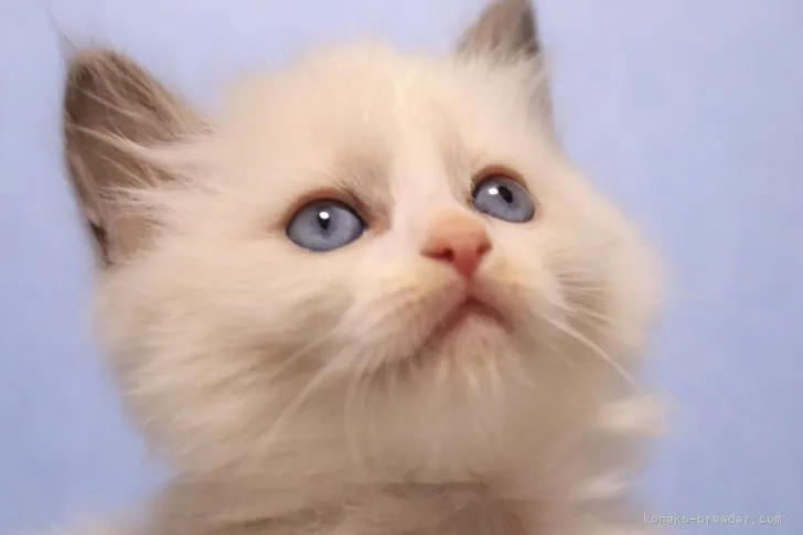 S 様のお迎えした子猫