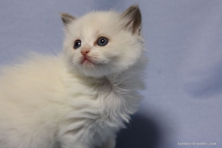 ID:1702-00464の子猫
