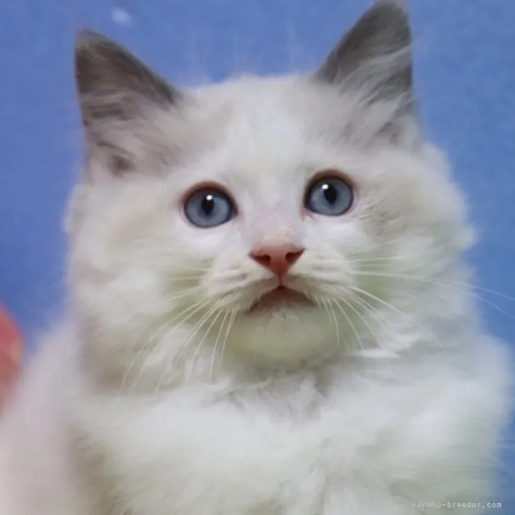 ID:2310-02256の子猫