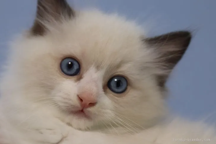 さつきちゃんのおかーさん 様のお迎えした子猫