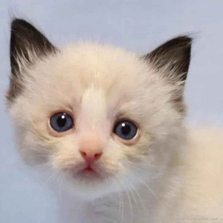 あむ 様のお迎えした子猫