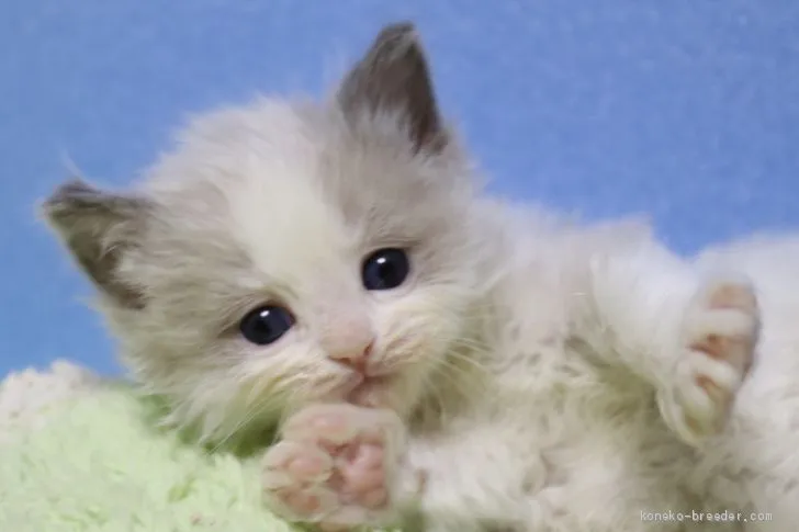 吉田 様のお迎えした子猫