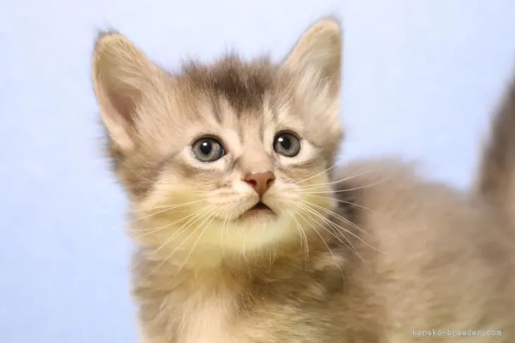 もくろー 様のお迎えした子猫
