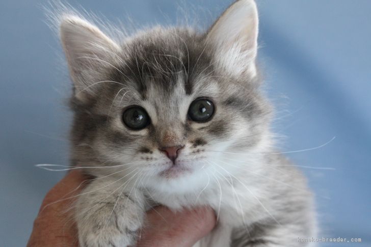ID:1703-00743の子猫