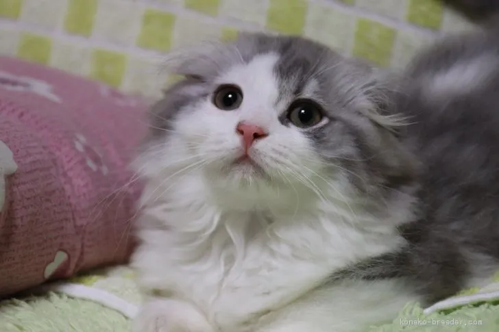 ID:1909-00548の子猫
