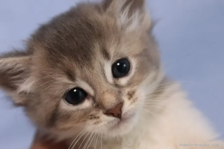 ID:1705-01334の子猫
