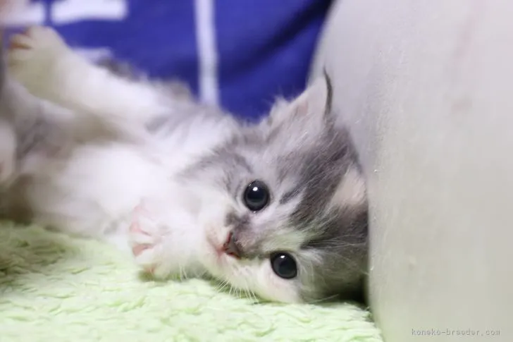 ミキ 様のお迎えした子猫