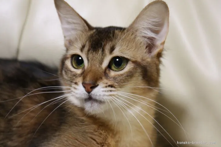 ボヌールママ 様のお迎えした子猫