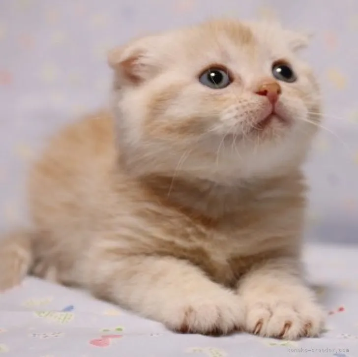 きなこ 様のお迎えした子猫