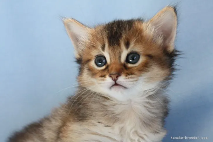 阿保 様のお迎えした子猫