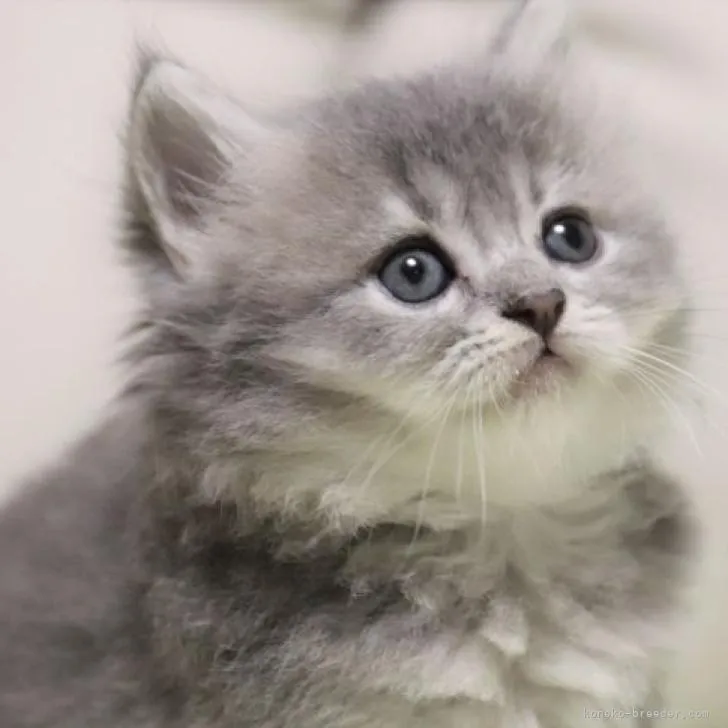 ID:2209-01630の子猫