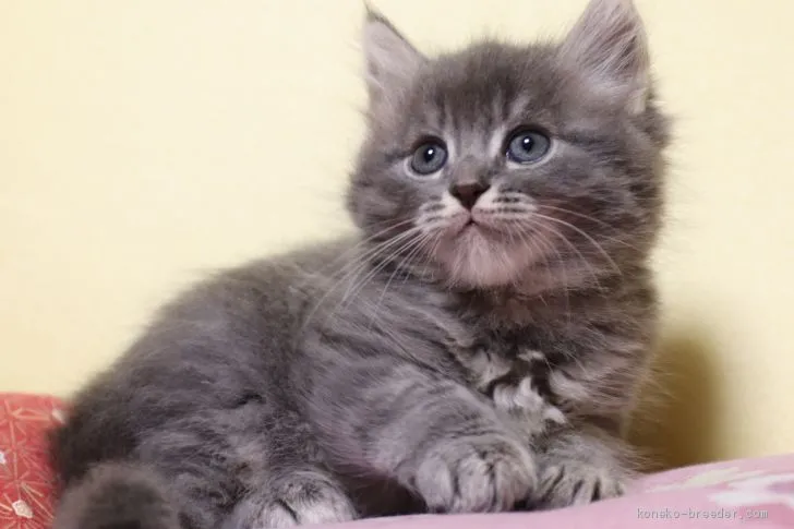 フジチャン 様のお迎えした子猫