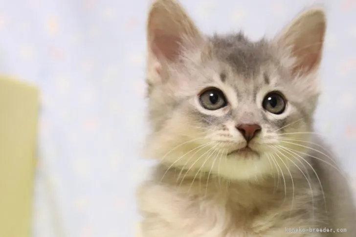 らんまる♪ 様のお迎えした子猫