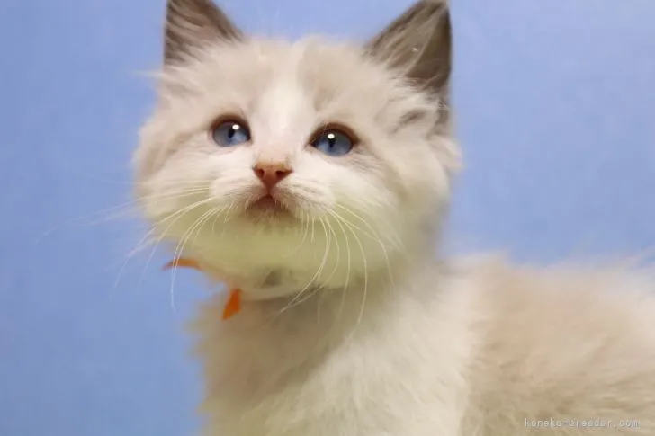 K.M 様のお迎えした子猫