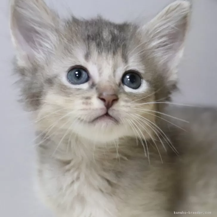 ID：2410-02249の子猫