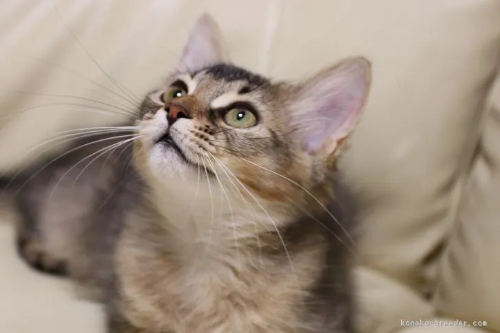 ID:1703-00028の子猫