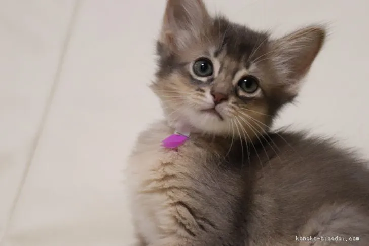 ID：1808-00427の子猫