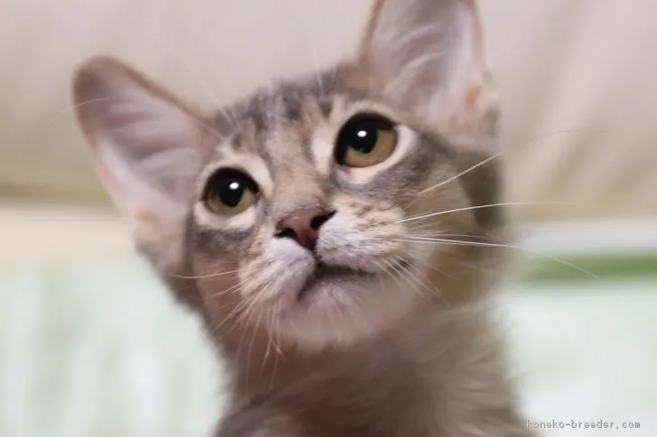 ken 様のお迎えした子猫