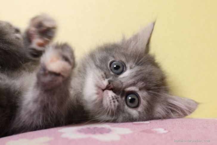 フジチャン 様のお迎えした子猫