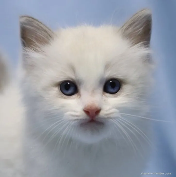 ID:2310-01333の子猫