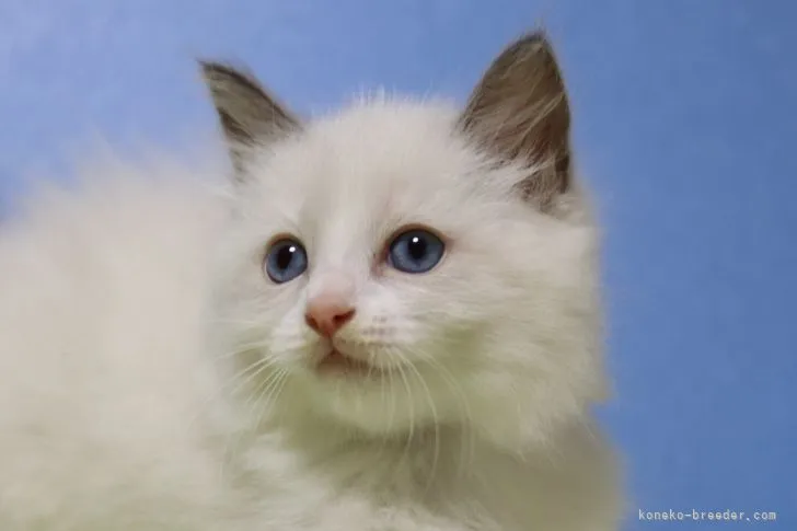 エル 様のお迎えした子猫