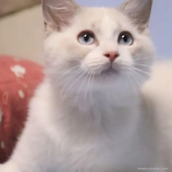 ID：2210-02962の子猫