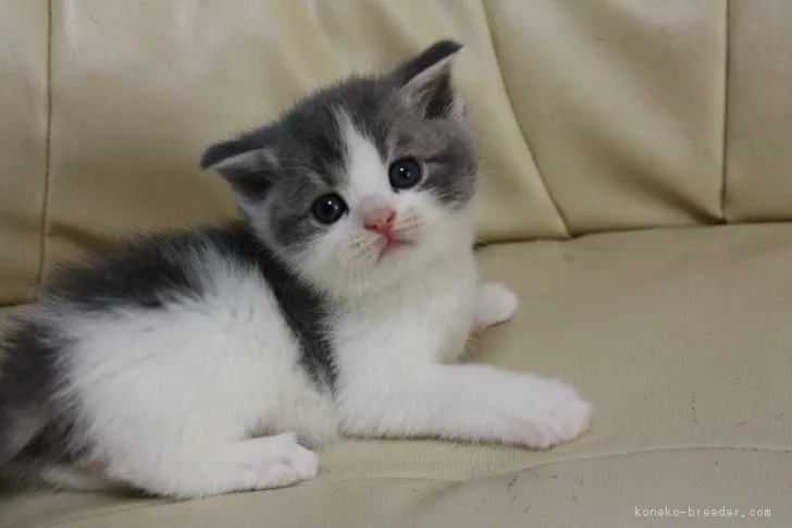 ID:1612-00637の子猫