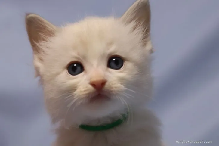 ID：2007-01748の子猫
