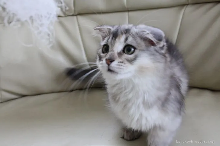 ハロハロ 様のお迎えした子猫