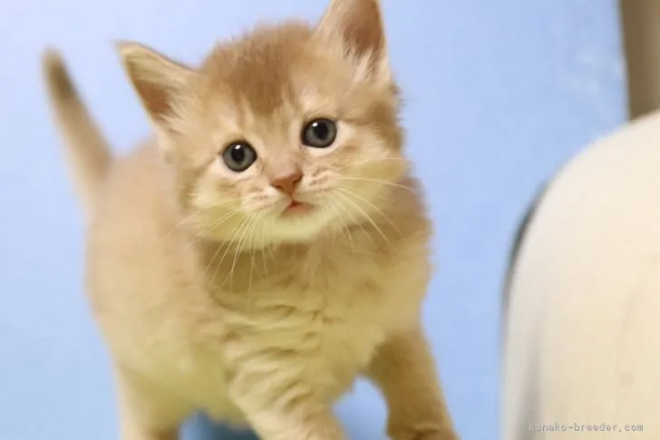 モナミ 様のお迎えした子猫