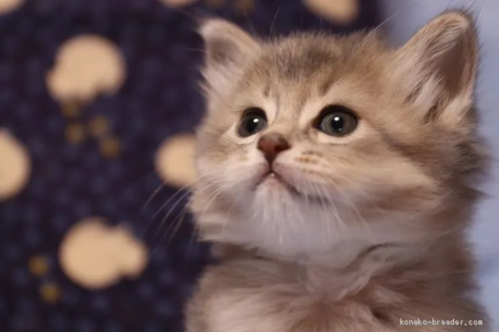 Y.I 様のお迎えした子猫
