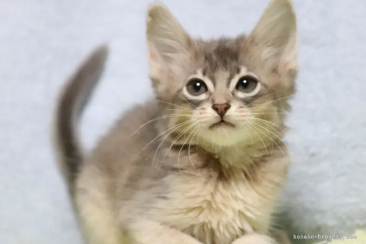 ID：2112-02240の子猫