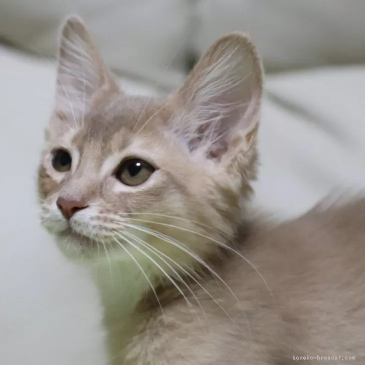 ID：2405-00251の子猫