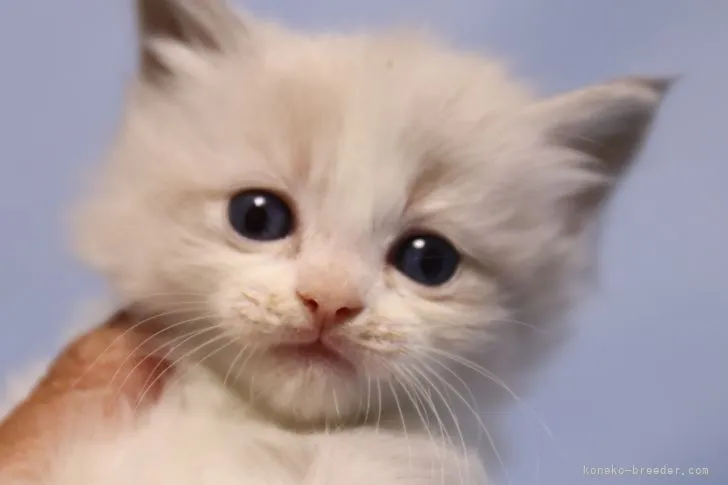 ID:2204-01935の子猫