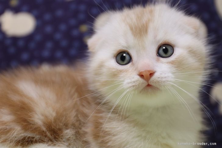 マンチカンの子猫をお迎えいただいたお客様の声 口コミ 評判 長野県 みんなの子猫ブリーダー マンチカンの子猫をお迎えいただいたお客様の声 口コミ 評判 長野県 みんなの子猫ブリーダー