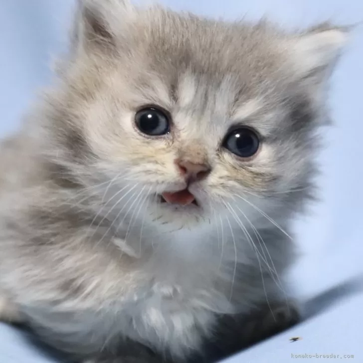 ID：2410-00945の子猫